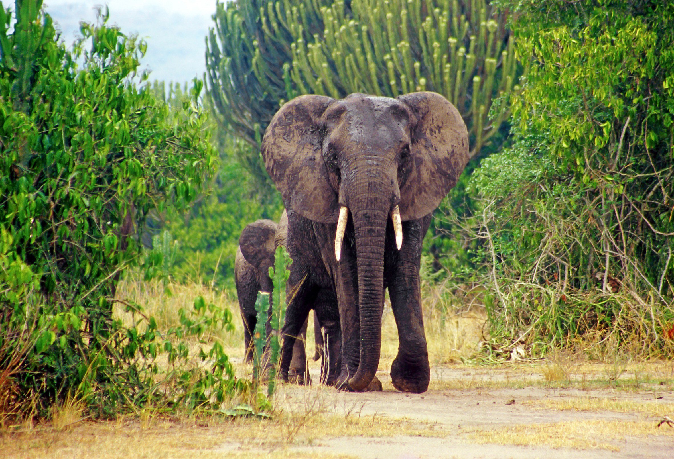 Olifant in Queen Elizabeth NP in Uganda